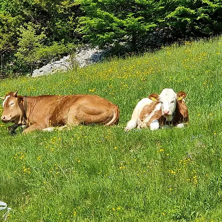 Wellba Otlica Сasa de vacaciones *